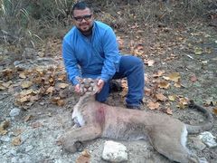 Puma concolor couguar