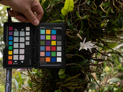 Dendrobium moniliforme