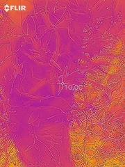 Dendrobium moniliforme