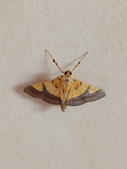 Endocrossis flavibasalis