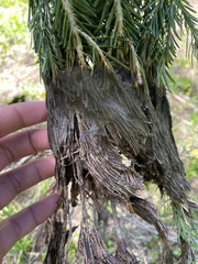 Herpotrichia juniperi