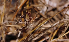 Pephricus