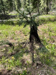 Herpotrichia juniperi