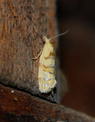 Phtheochroa vitellinana