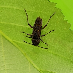 Xylotrechus mormonus