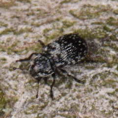 Ormiscus saltator