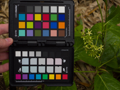 Vincetoxicum japonicum