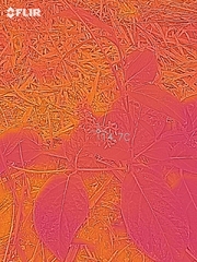 Vincetoxicum japonicum