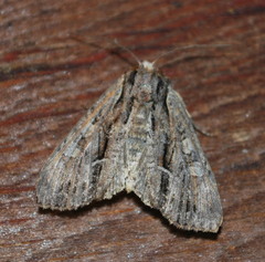 Apamea verbascoides
