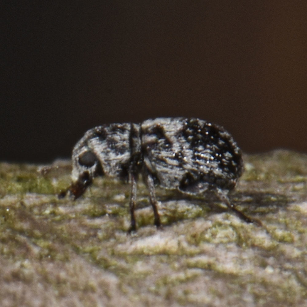 Ormiscus