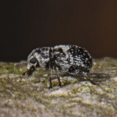 Ormiscus saltator