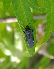 Adelphocoris tenebrosus
