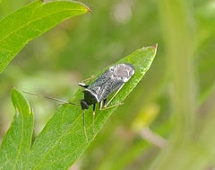 Adelphocoris tenebrosus