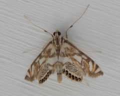 Neocataclysta magnificalis