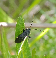Adelphocoris tenebrosus