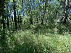 Glyceria elata