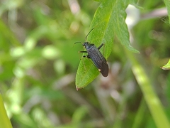 Adelphocoris tenebrosus