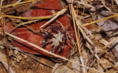 Pephricus