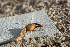 Smeringurus vachoni