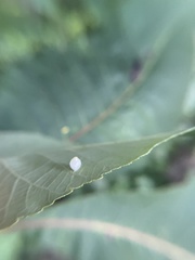 Caryomyia leviglobus