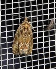 Olethreutes olivaceana