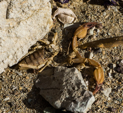 Smeringurus vachoni