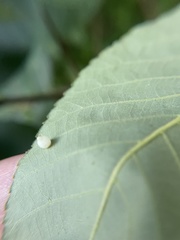 Caryomyia leviglobus