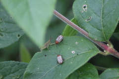 Disonycha brevilineata