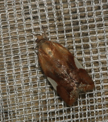 Clepsis persicana
