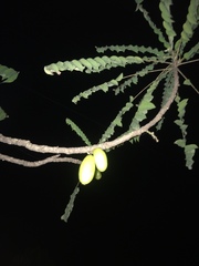 Averrhoa bilimbi