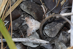 Hemeroplanis historialis