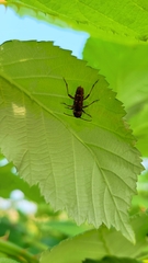 Xylotrechus mormonus