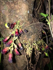 Averrhoa bilimbi