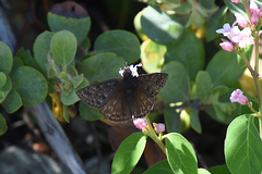 Erynnis persius