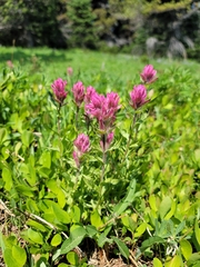 Castilleja parviflora olympica