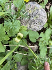 Platanthera huronensis