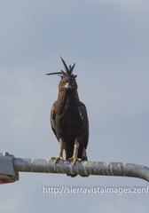 Lophaetus occipitalis