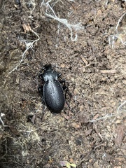 Carabus taedatus