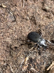 Carabus taedatus