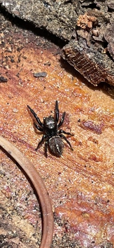 Pellenes ignifrons