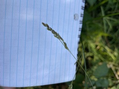 Glyceria elata