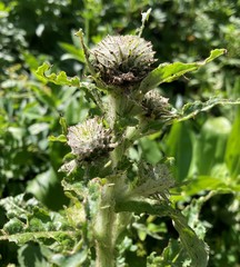 Cirsium edule