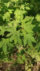 Acer circinatum