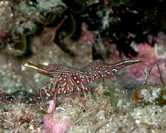 Rhynchocinetes serratus