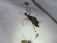 Pyrota obliquefascia