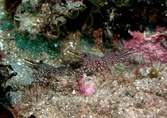 Rhynchocinetes serratus