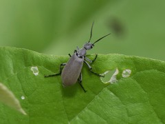 Epicauta cinerea-group