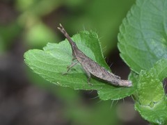 Sphenacris crassicornis