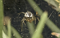 Theridion theridioides