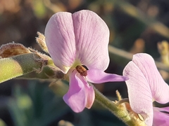 Coursetia tumbezensis